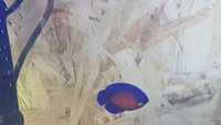 Marine Fish for Sale - Platinum Clown - Tangs - Wrasses - Gobys etc