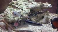 Marine Fish for Sale - Platinum Clown - Tangs - Wrasses - Gobys etc