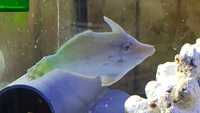 Marine Fish for Sale - Platinum Clown - Tangs - Wrasses - Gobys etc