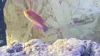 Marine Fish for Sale - Platinum Clown - Tangs - Wrasses - Gobys etc