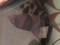 Discus for sale & 1 adult geophagus