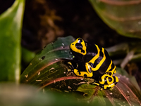 AQUATIC FINATIC NORTHALLERTON REPTILE STOCK LIST
