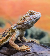 AQUATIC FINATIC NORTHALLERTON REPTILE STOCK LIST