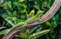 AQUATIC FINATIC NORTHALLERTON REPTILE STOCK LIST