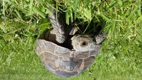 AQUATIC FINATIC NORTHALLERTON REPTILE STOCK LIST