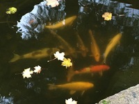 SELLING - selection of Koi Karp various sizes, approx 15 in total