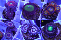 Various Zoa Frags available