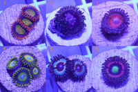 Various Zoa Frags available