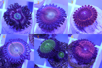 Various Zoa Frags available