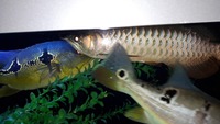 13 inches Asian Arowana £400 now due to messers