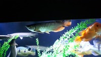 13 inches Asian Arowana £400 now due to messers