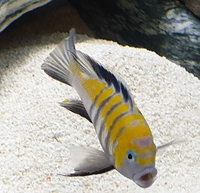 F1 cynotalapia afra cobue trio £50