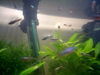 Baby White Cloud Mountain Minnows - Free to good home - Coventry