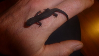 Alpine Newts - Ichhyosaura alpestris apuanus / Triturus alpestris / Mesotriton alpestris - (Caudata / Urodela)