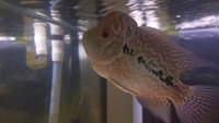 HIGH GRADE KAMFA FLOWERHORN