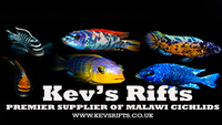 Quality Malawi Cichlids - Wild, F1 and Tank Bred Groups