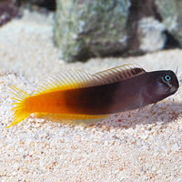 Bi colour blenny.....free