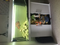 Fish and tank for sale