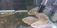2 pairs of Red Terror Festae Sunbury on thames SW London