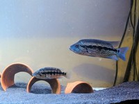 Dovii Wolf cichlid 4-6 inches £10.00 each