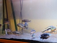 Dovii Wolf cichlid 4-6 inches £10.00 each