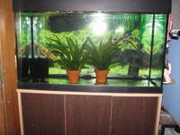Fluval Roma 125 Litre Aquarium Fish Tank & Cabinet