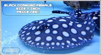 Top Stingrays UK