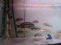 Dovii Wolf cichlid 4-6 inches £10.00 each