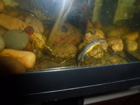 Alpine Newts - Ichhyosaura alpestris apuanus / Triturus alpestris / Mesotriton alpestris - (Caudata / Urodela)