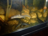 Alpine Newts - Ichhyosaura alpestris apuanus / Triturus alpestris / Mesotriton alpestris - (Caudata / Urodela)