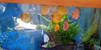 Quality Discus For Sale Southampton