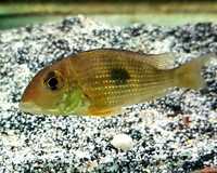 Fish for sale