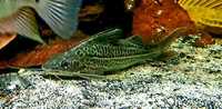 Fish for sale