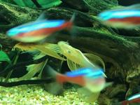 Adult L144 Longfin Bristlenose in stock @ Chilton Aquatics
