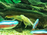 Adult L144 Longfin Bristlenose in stock @ Chilton Aquatics