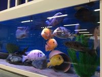 Updated Stock List Living World Tenterden 31/10/19