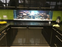Fish tank 6ft x2ftx2ft