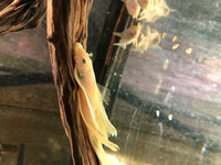 Adult L144 Longfin Bristlenose in stock @ Chilton Aquatics