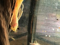 Adult L144 Longfin Bristlenose in stock @ Chilton Aquatics