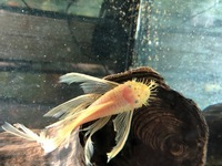 Adult L144 Longfin Bristlenose in stock @ Chilton Aquatics