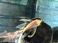 Adult L144 Longfin Bristlenose in stock @ Chilton Aquatics