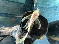 Adult L144 Longfin Bristlenose in stock @ Chilton Aquatics