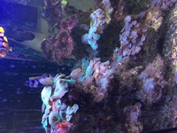 Marine tank and equipment and fish for sale, £350 ONO
