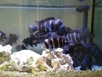 Frontosa (Gibberosa) Blue Zaire 9 - 12cms - Group of 4