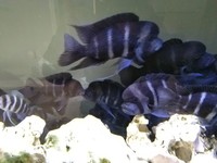 Frontosa (Gibberosa) Blue Zaire 9 - 12cms - Group of 4