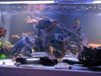 Lots of Rare Fish for sale. M/F Pairs Available