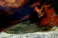 Fish for sale