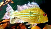 Fish for sale