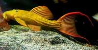 Fish for sale