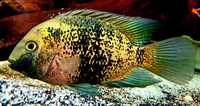 Fish for sale